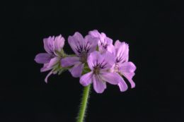 Planète pellargonium aux Journées des Plantes d'Albertas