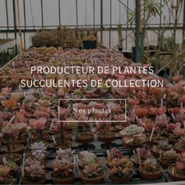 Kissy frott aux Journées des Plantes d'Albertas