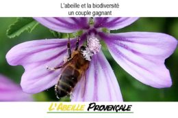 L'Abeille, Gardienne de la Biodiversité - Rencontre jardinée présentée par l'association L'Abeilles provençale aux Journées des Plantes d'Albertas