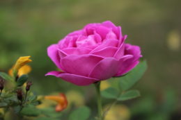 Les Roses Bourbon - Rencontre jardinée avec Jacques Maria - Journées des Plantes d'Albertas 2025