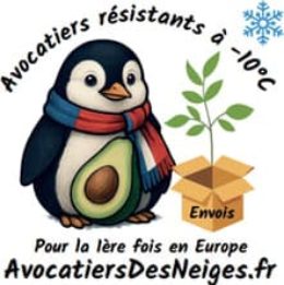 Avocatiers des neiges aux Journées des Plantes d'Albertas